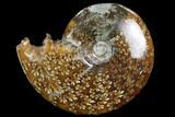 Polished, Agatized Ammonite (Cleoniceras) - Madagascar #97338-1